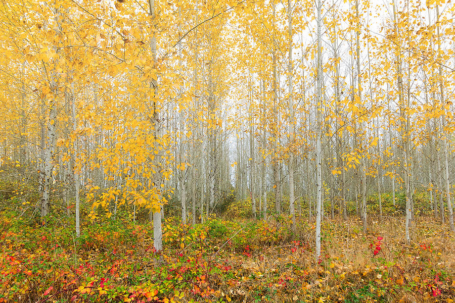 Poplar Tree Grove in Fall Photograph by David Gn