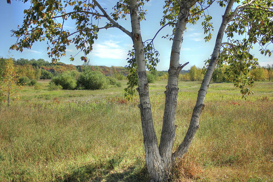 Poplar Tree In Autumn Meadow Photograph