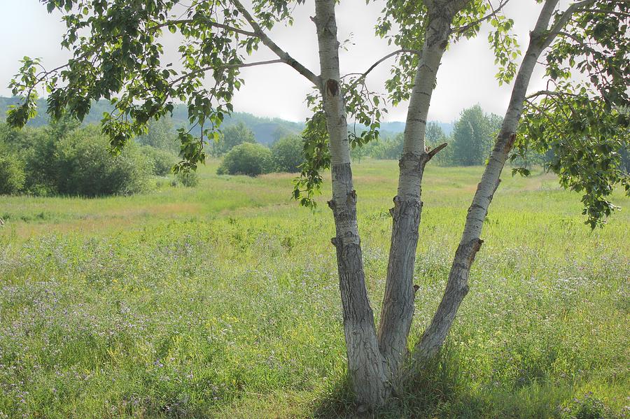 Poplar Tree in Meadow Photograph by Jim Sauchyn