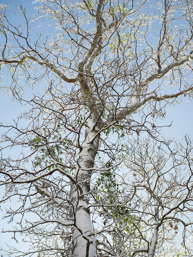 Poplar Tree in Winter Photograph by Chad Talton