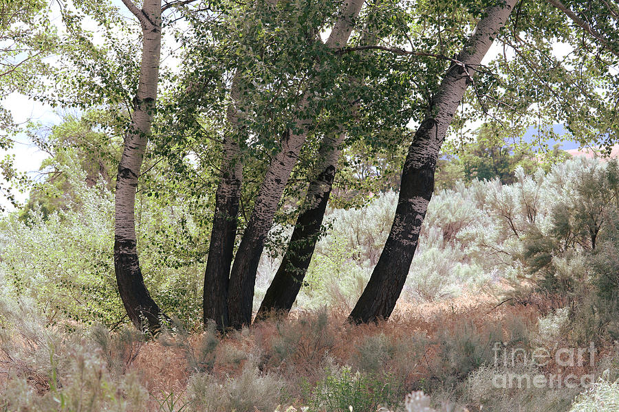 Poplar Trees and Sagebrush Photograph by Carol Groenen
