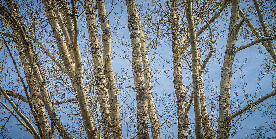 Poplar Trees Photograph by Bill Cubitt