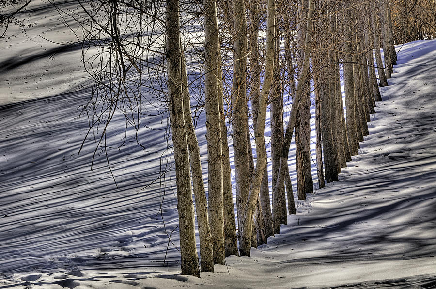 Poplars in the Snow Photograph by Don Wolf