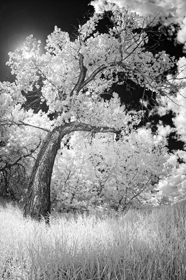 Black And White Photograph - Poplars Under the Sun by Dan Jurak