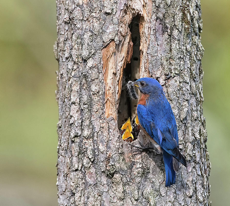 Poppa Bluebird at Nest Photograph by Art Cole