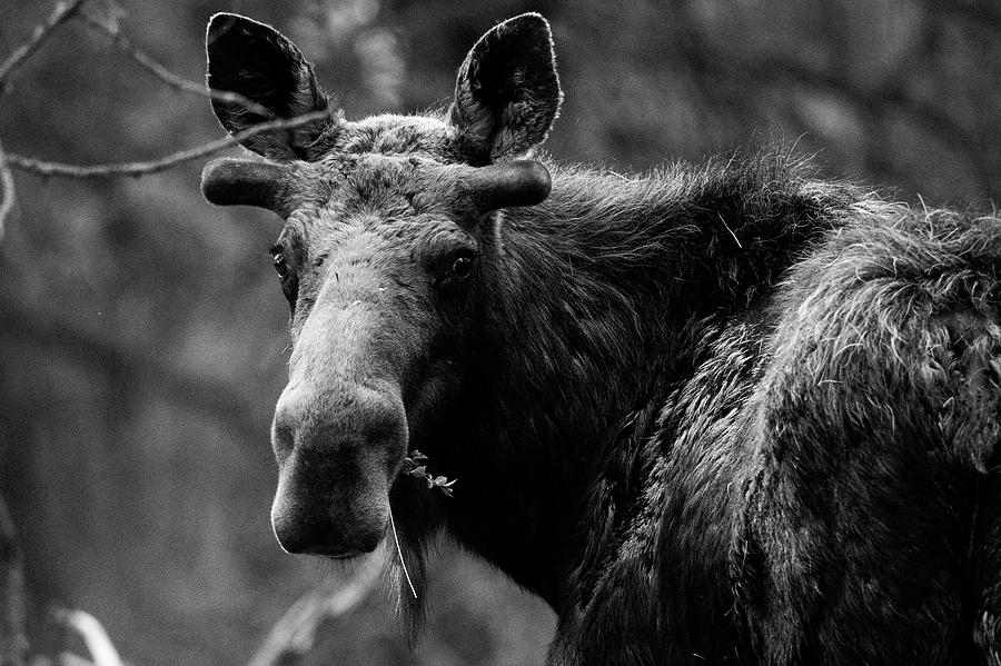 Poppa moose gets a bite Photograph by Rogelio Rodriguez - Fine Art America