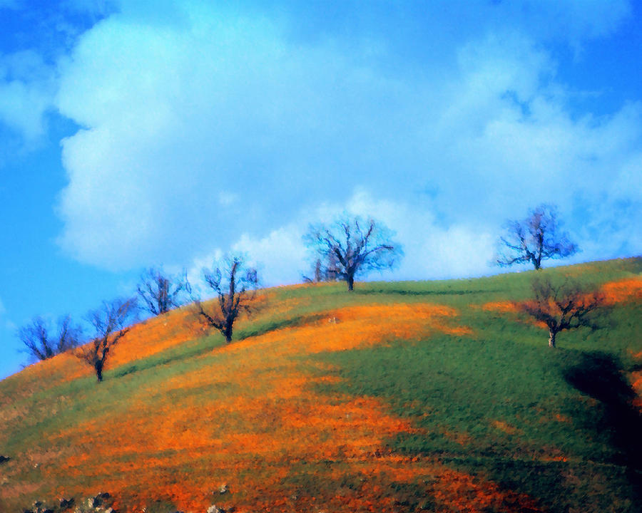 Poppied Hillside Photograph by Timothy Bulone