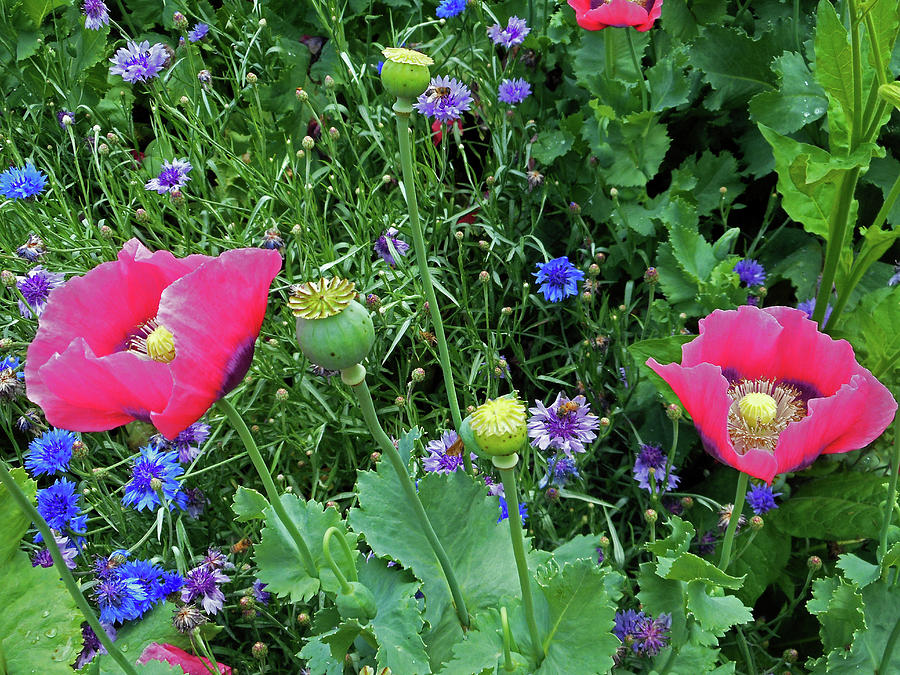 Poppies 1 Photograph by Ron Kandt