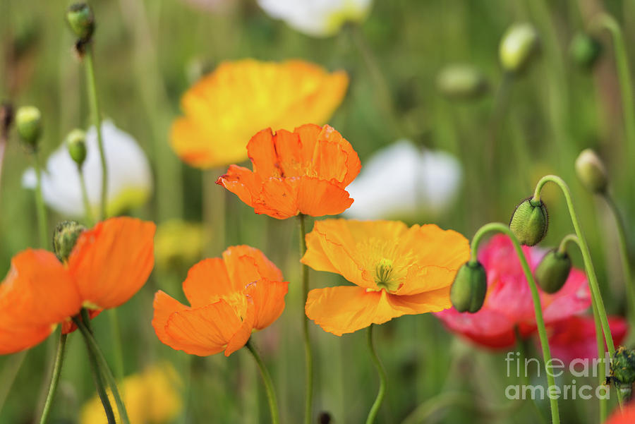  Poppies 1 Photograph by Werner Padarin