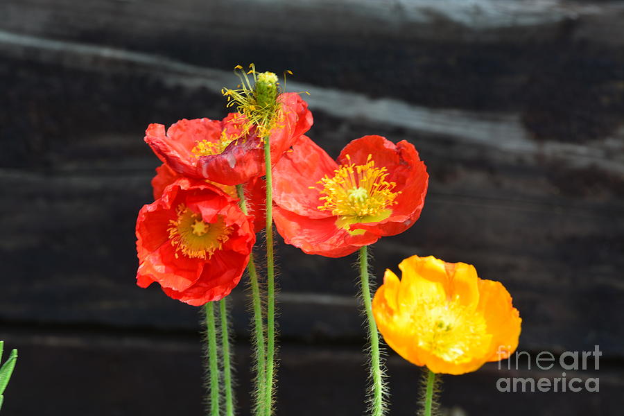 Poppies 17-01 Photograph by Maria Urso