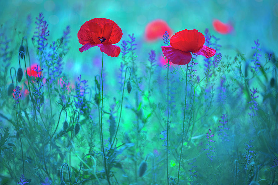 Poppies 6 Photograph by Giovanni Allievi