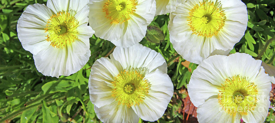 Poppies  7980 Photograph by Jack Schultz