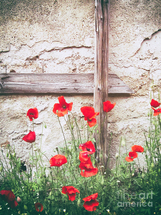 Poppies against wall Photograph by Silvia Ganora