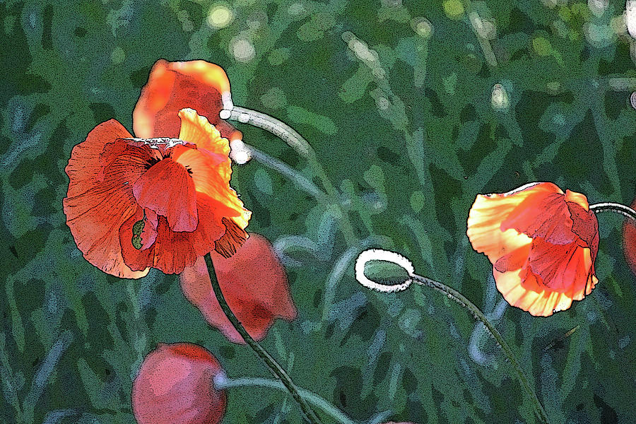 Poppies - altered Photograph by Aggy Duveen