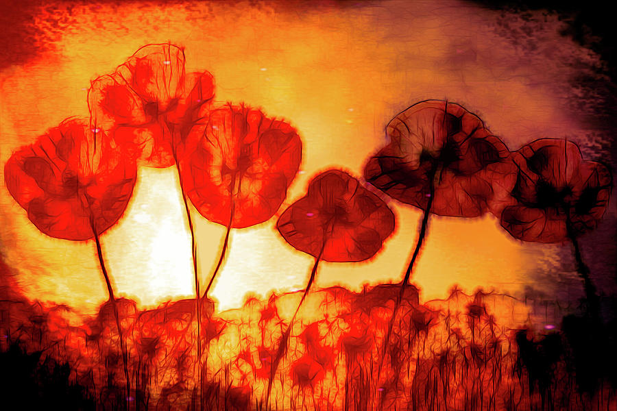 Poppies Aglow on Fire Photograph by Debra and Dave Vanderlaan