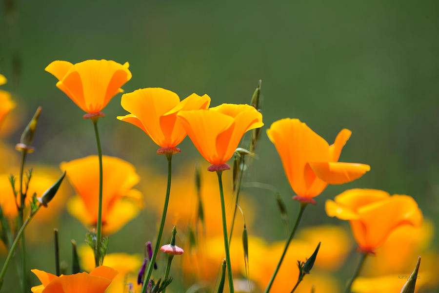 Flower Photograph - Poppies all in a Row by Kathy Yates