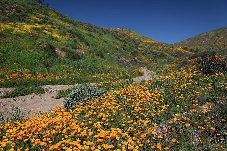 Poppies along Riverbed Photograph by Cliff Wassmann