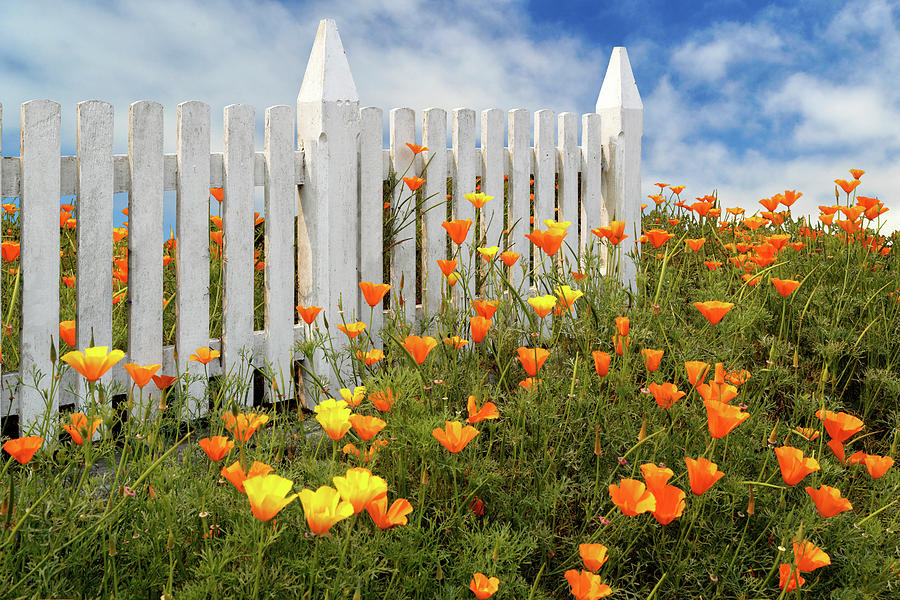 Poppies And A White Picket Fence Photograph