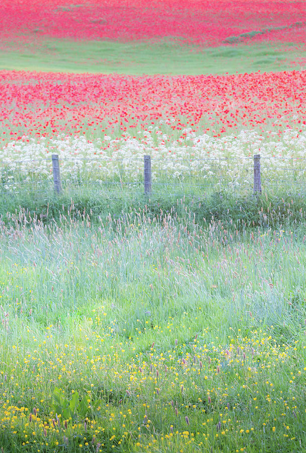 Poppies and buttercups, wild flower English meadow Photograph by Anita Nicholson