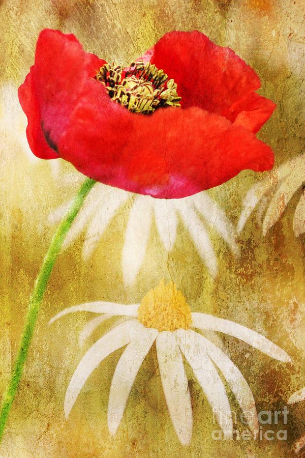 Poppies and Daisies Photograph by Clare Bevan