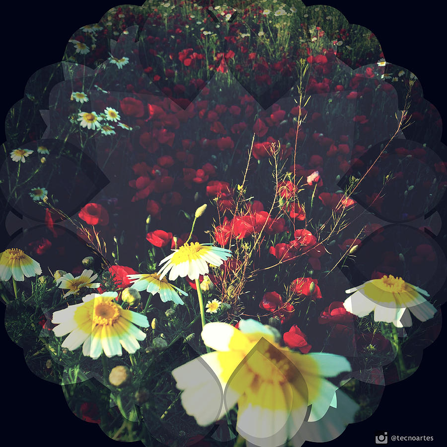Flower Photograph - Poppies and Daisies by Miguel Angel