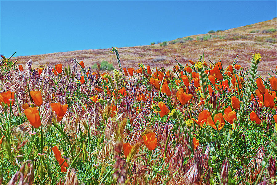 Poppies and Fiddleneck in Antelope Valley California Poppy Reserve Photograph by Ruth Hager