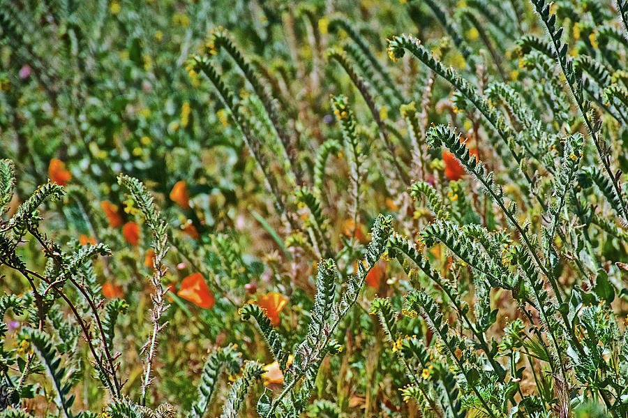 Poppies and Fissleneck on a Very Windy Day in Antelope Valley CA Poppy Reserve Photograph by Ruth Hager