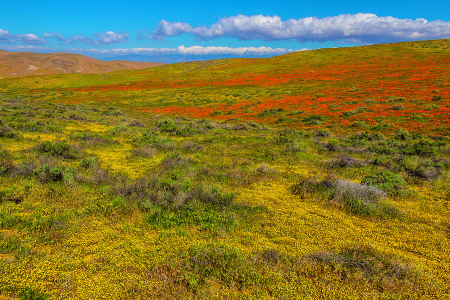 Poppies And Goldenfield Photograph by Garry Gay