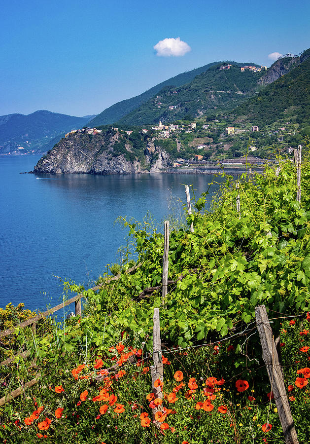 Poppies and Grape Vines in Cinque Terre Photograph by Carolyn Derstine
