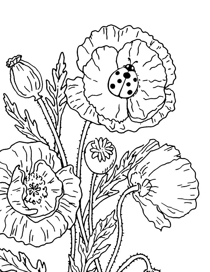 Poppy Drawing - Poppies And Ladybug Drawing by Irina Sztukowski