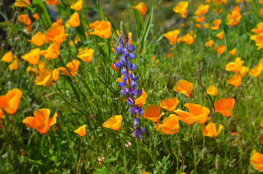 Poppies and Lupine Photograph by Glenn McCarthy Art and Photography