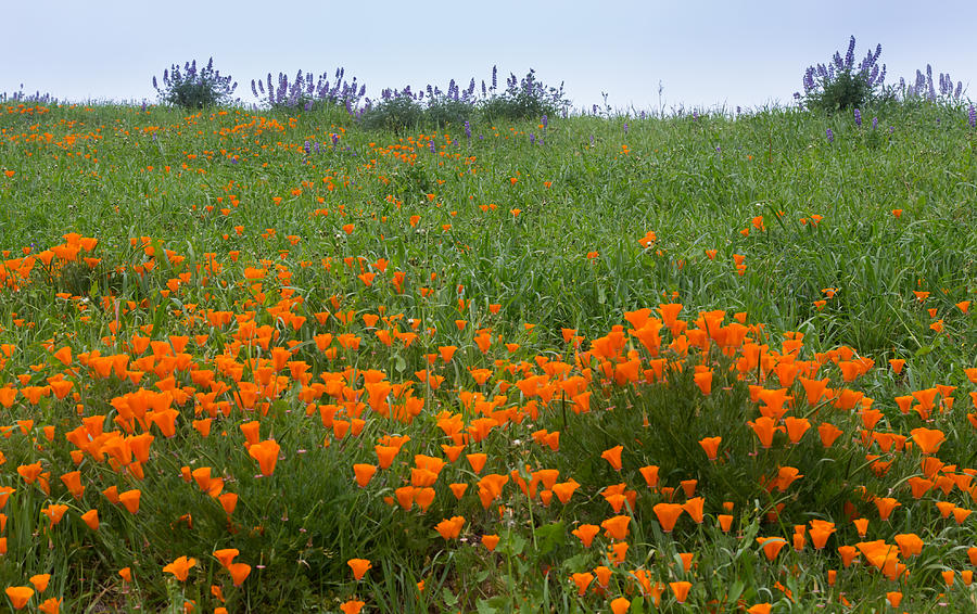 Poppies and Lupine Photograph by Marc Crumpler