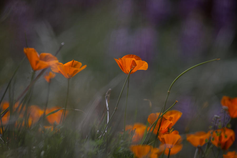 Poppies and Lupine Photograph by Roger Mullenhour