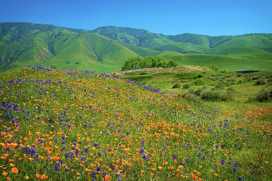 Poppies and Lupines at Tejon Ranch Photograph by Lynn Bauer