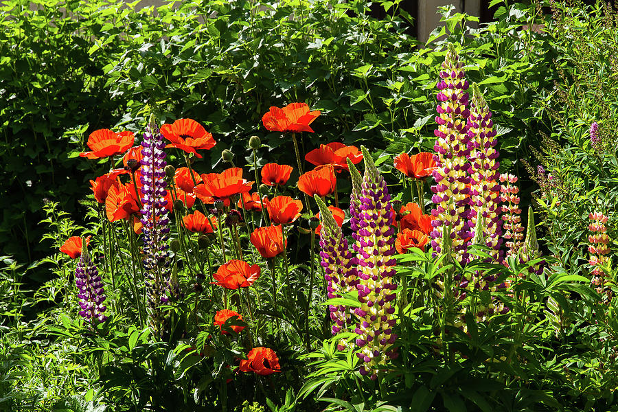 Poppies and lupines Photograph by Paul MAURICE