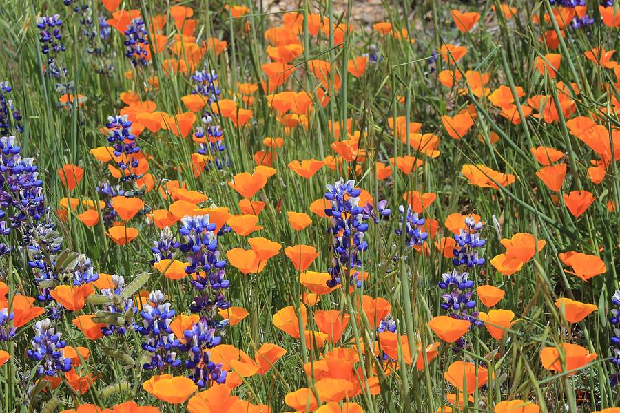 Poppies And Lupins Photograph By Sharon Sayre 