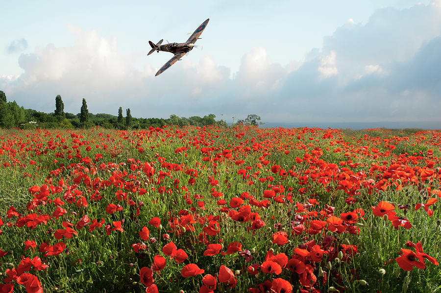 Poppies and Polish Spitfire Vb Photograph by Gary Eason