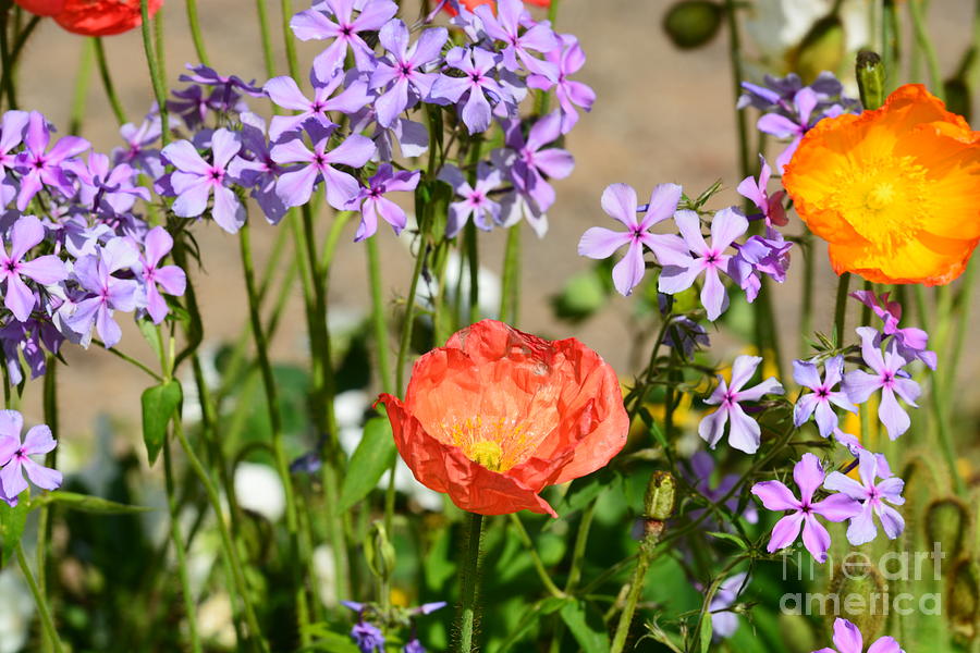 Poppies and Purple Flox Photograph by Maria Urso