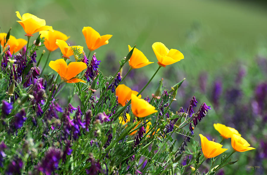 Poppies and Purple Vetch Photograph by Kathy Yates