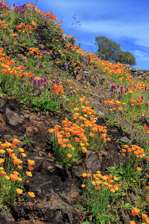 Poppies And Rocks Photograph