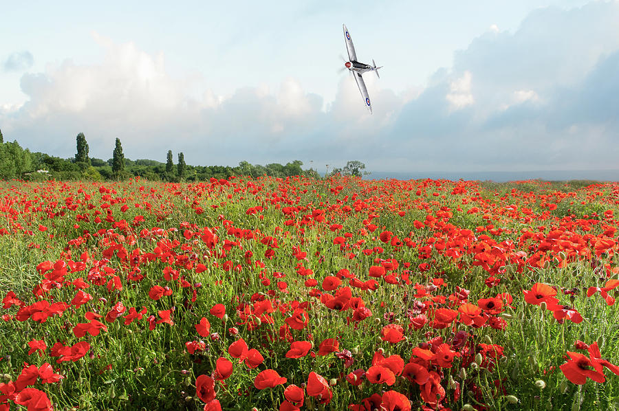 Poppies and SIlver Spitfire Photograph by Gary Eason