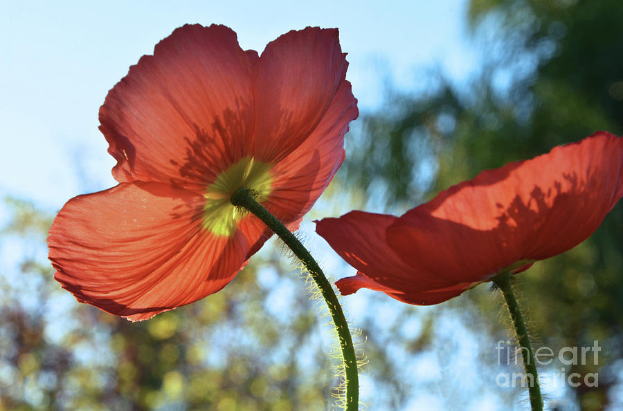 Nature Photograph - Poppies and Sky by Debby Pueschel