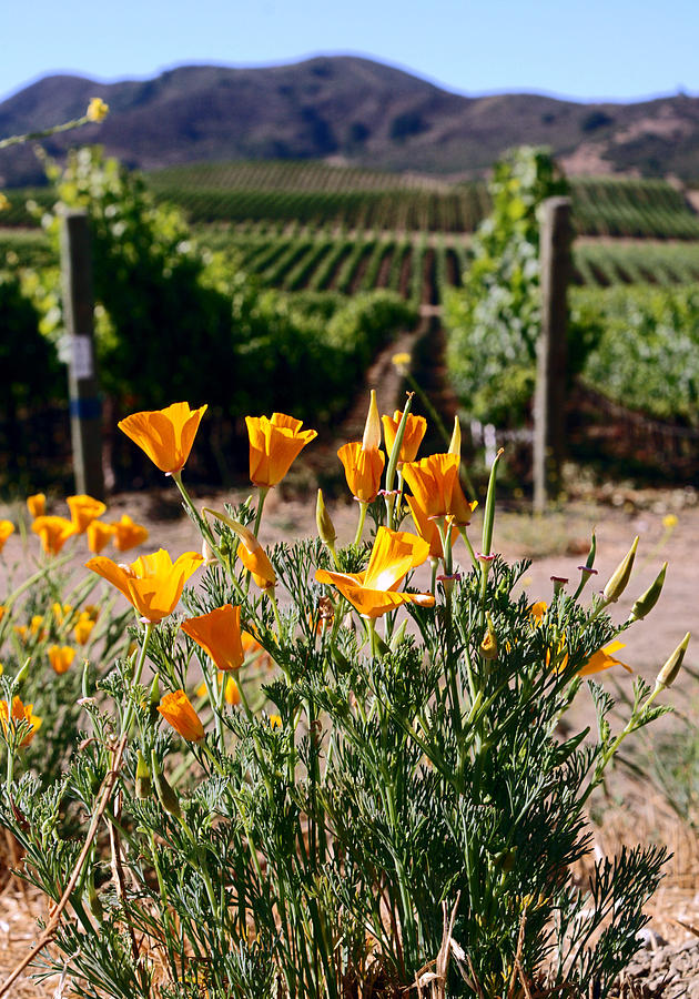 poppies and Vines Photograph by Gary Brandes