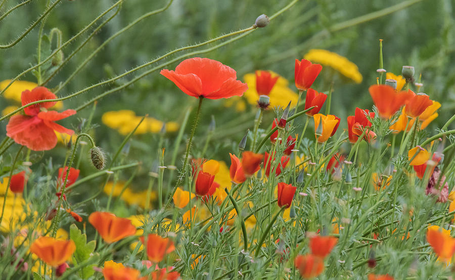 Poppies Photograph by Angie Vogel