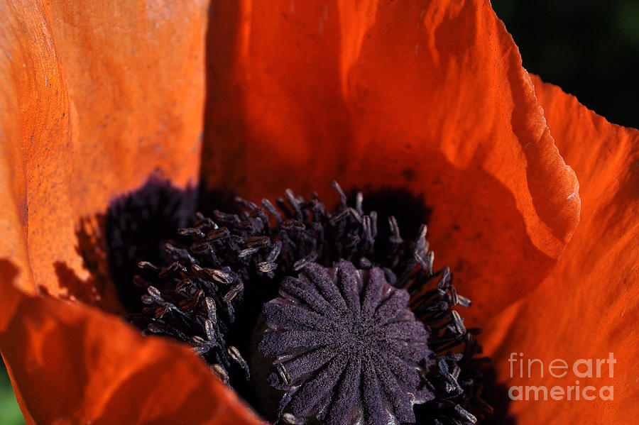 Poppy Photograph - Poppies by Anjanette Douglas