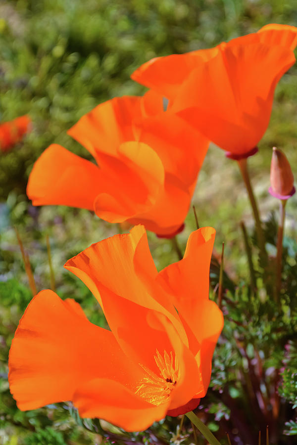 Poppies Antelope Valley Photograph by Kyle Hanson