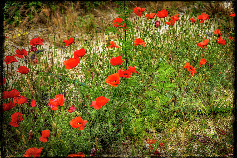 Poppies Arles France _DSC5709_16 Photograph by Greg Kluempers