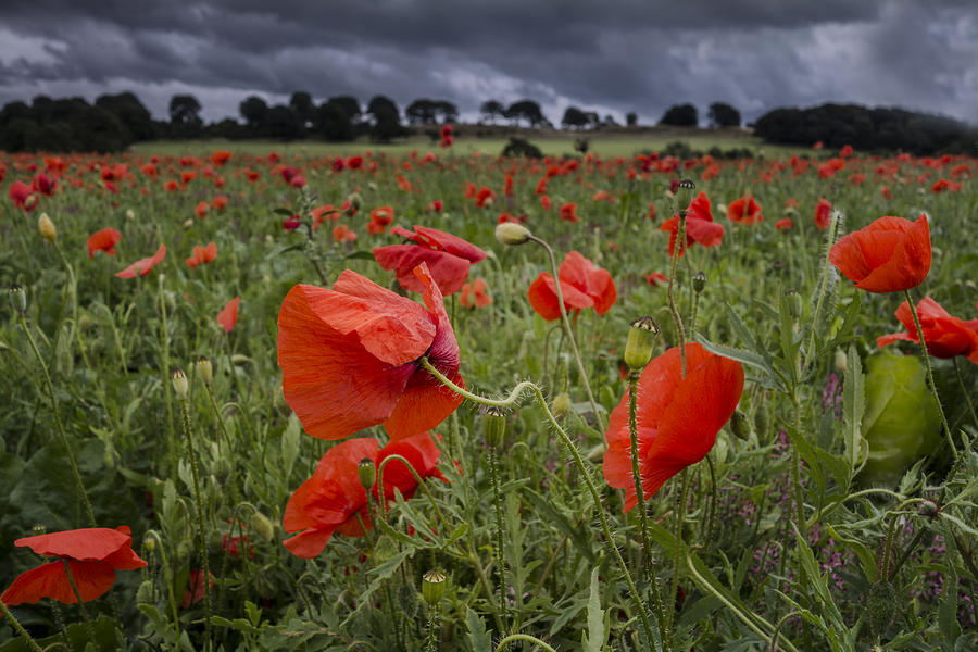 Poppies at Bretton Hall Country park Photograph by Elizabetha Fox ...