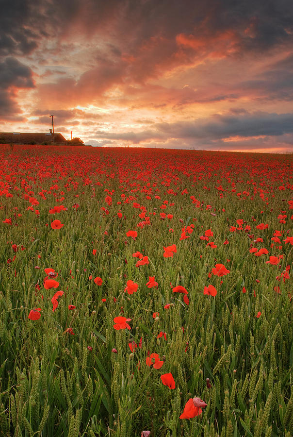 Flower Photograph - Poppies At Dusk by John Chivers