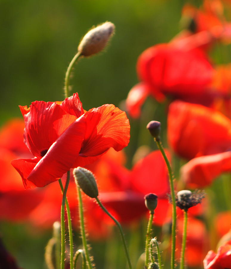 Summer Photograph - Poppies by B Rossitto